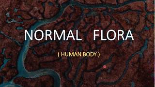 NORMAL FLORA Human Body [upl. by Mcdowell]