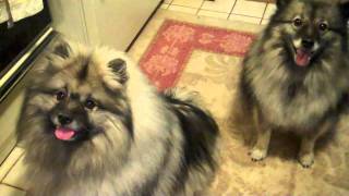 Keeshond Breakfast [upl. by Zenas]