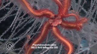 Explore spectacular Papahānaumokuākea marine World Heritage site [upl. by Wagoner]