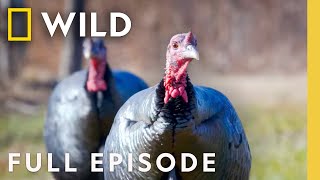 Turkeys in Disguise Full Episode  United States of Animals  Nat Geo Wild [upl. by Annahsat]