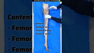 Femoral Triangle  Cadaveric Anatomy anatomydecoded [upl. by Tripp]