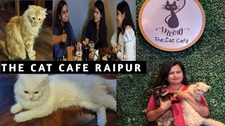 The Cat Cafe Raipur Persian Cats Raipur Chhattisgarh persiancat [upl. by Denzil812]