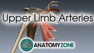 Upper Limb Arteries  Arm and Forearm  3D Anatomy Tutorial [upl. by Noli]