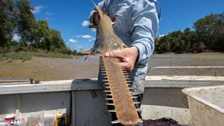 Sawfish survival [upl. by Benedetta]