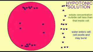 AP1 CELL MEMBRANE ISOTONIC HYPERTONIC HYPOTONIC [upl. by Gross]