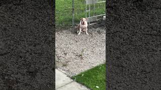 XL American Bully cuteanimal subscribemychannel [upl. by Feucht560]