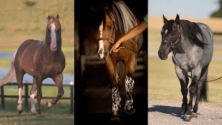 Incredible American Quarter horses and foals pt 5 [upl. by Oilejor]