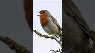 European Robin Erithacus rubecula happily singing birds [upl. by Coad480]