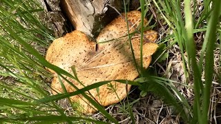 Making Pheasant Back Mushroom Stock [upl. by Noissap206]