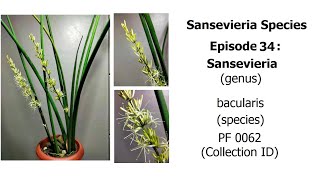 Sansevieria bacularis  Sansevieria species Episode 34 [upl. by Ahmed415]