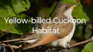 Yellowbilled Cuckoon Habitat bird birds birdslover birdspecies [upl. by Gathard]