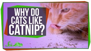 Why Do Cats Like Catnip [upl. by Ennoirb827]