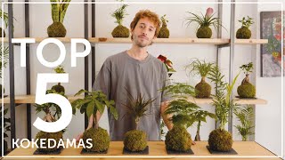 TOP 5 KOKEDAMAS  Omotesandō Plants [upl. by Hersh]