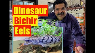 Monster Dinosaur Bichir Fish  Natural Aquarium Setup  Mayur Dev Aquascaper  Bichir Fish Care 4K [upl. by Aradnahc]