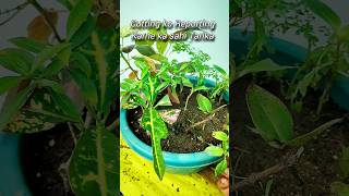 Tips For Reporting  How To Reporting Plant  Repot  Reporting shortvideo garden shorts [upl. by Kissiah]