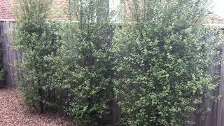 Super Hedge growth 15mths on Tall healthy screening plants Pittosporum fence screening Clay soil [upl. by Preuss708]