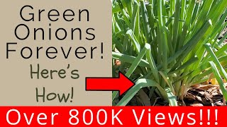 Keep green onions multiplying and youll never have to buy green onions again [upl. by Hannis]