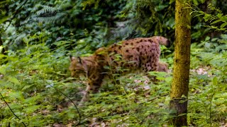 Eurasian Lynx  Sony FX30  Tamron 1770 f28 May 2024 4K [upl. by Pulchia]