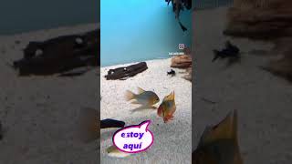 pareja de ramirezi music fish aquarium trending shortvideo humor comedy fishing animals [upl. by Yetnom]