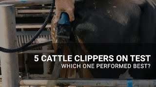 5 cattle clippers on test [upl. by Collar693]