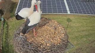 Storchennest Pahlen  Eine Störchin wird begrüßt  04032024 [upl. by Harrietta]