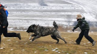 Shepherd dog puppy growing up  1 year in 1 minute [upl. by Aneg]