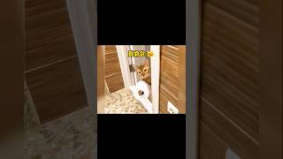 Cat Tools electrition Cat did u see ever😆😻 cat catlover youtubeshorts [upl. by Ylrebmyk98]