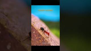 Inside of Ant House 😱 shorts youtubeshorts viral [upl. by Noraha]