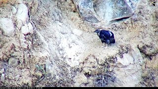 Huttons Bowl The chicks found its way home to the nest cavity20180911 [upl. by Yrdnal]