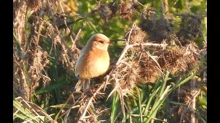 Staines Reservoir amp Moor sightings 21st Nov 2024 [upl. by Aros]