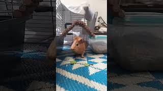 Guinea Pig Olympics [upl. by Elaina]