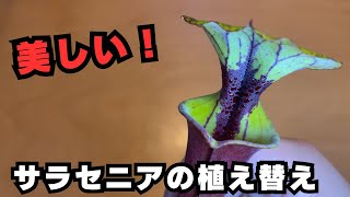 食虫植物めっちゃきれいなサラセニアの植え替え！観葉植物 [upl. by Bakerman105]