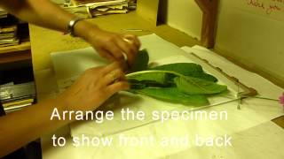 RBGE Herbarium Basic Plant Collecting and Pressing [upl. by Starinsky]