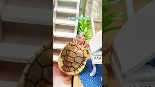 小烏龜快起床吃雞腿 followme like share foryou tortoise turtle [upl. by Ainola]