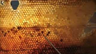 dark SPOTS in your honey frame Honey harvest extraction  beekeeping 101 [upl. by Siger]