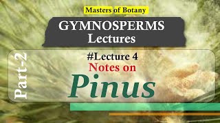 Lecture 4  Pinus General features amp Life Cycle  Gymnosperm Lecture Notes [upl. by Rose415]