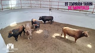 MANIZALES 2024  2da corrida  Sorteo de los toros de Santa Bárbara para Bolívar Arcila y Román [upl. by Merrielle]