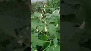 Enga vittu Maadi Thottam backyardgardening healthygarden healthyfood healthygardening [upl. by Zenda]