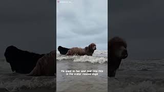 shorts Dog saves little girl from drowning [upl. by Aimet]