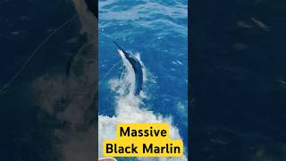 GIANT BLACK MARLIN  marlinfishing blackmarlin fishing [upl. by Clemen]