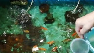 💮金魚すくい 高級金魚掬いにチャレンジ‼️🤣金魚すくい金魚 goldfish ◎いつもご視聴、高評価、有り難うございます🙏 yokoichikko [upl. by Crary]