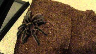 Grammostola rosea care sheet video [upl. by Anagnos]