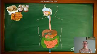 Digestion y absorcion de carbohidratos lipidos y proteinas [upl. by Anwahs]