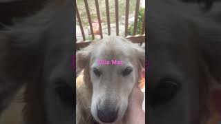 Ellie Mae pets dog [upl. by Ansilme]