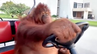 Orangutan Driving A Golf Cart For 2 Minutes 😭 [upl. by Cavuoto]