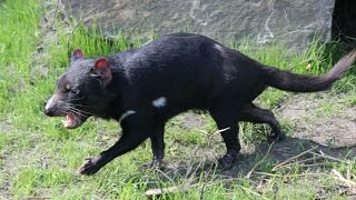 Tasmaanse duivels  Tasmanischer Teufels  Tasmanian devils  ZOO Duisburg [upl. by Ocir]