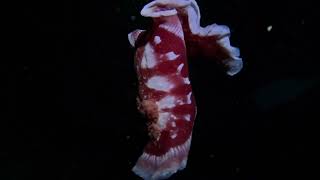 Spanish Dancer  Nudibranch [upl. by Oiramad738]