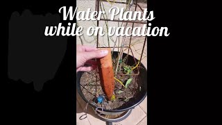 Watering plants while on vacation  plant waterer [upl. by Arbas]