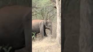 Elephant family sathyamangalam forest reserveforest food [upl. by Lamej]