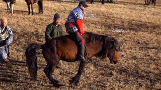 Монгол улсын аварга адуучин ААлтаншагайСhampion horseman of Mongolia АAltanshagai [upl. by Vyky331]